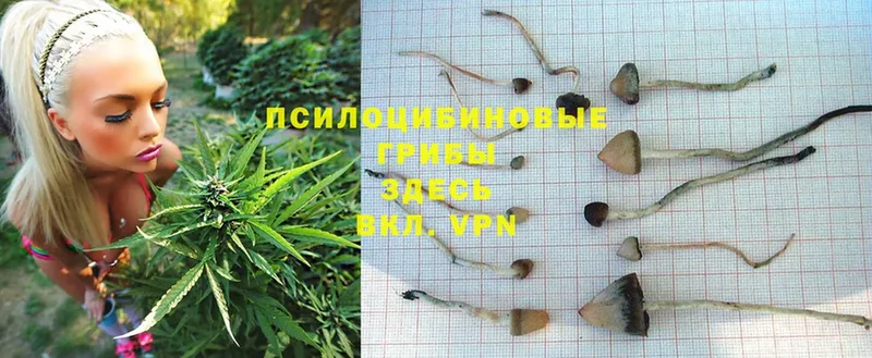 купить наркотики сайты  Полярные Зори  Галлюциногенные грибы MAGIC MUSHROOMS 